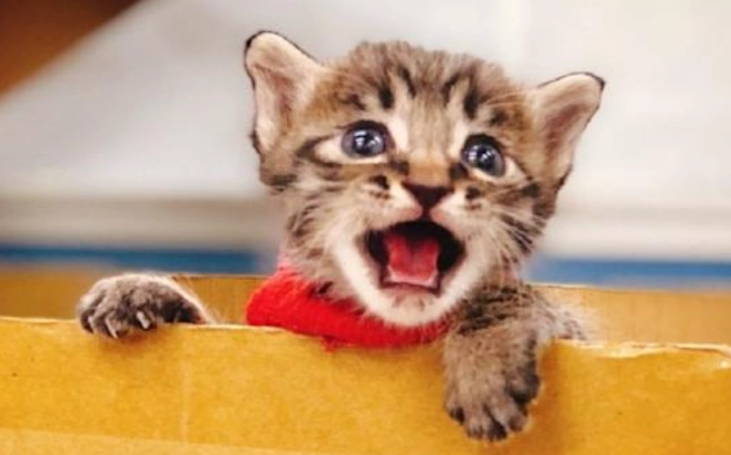 幼貓關籠 幼貓關籠