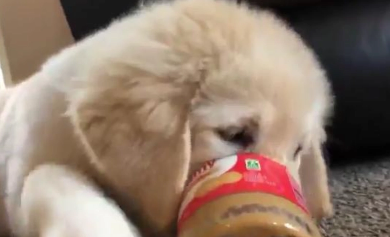 狗 可以 吃 花生醬 嗎