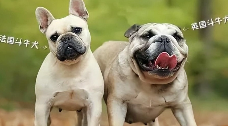 法鬥英鬥哪個好養