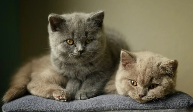 英國短毛貓性格