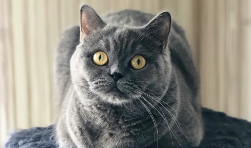 英國短毛貓適合家庭