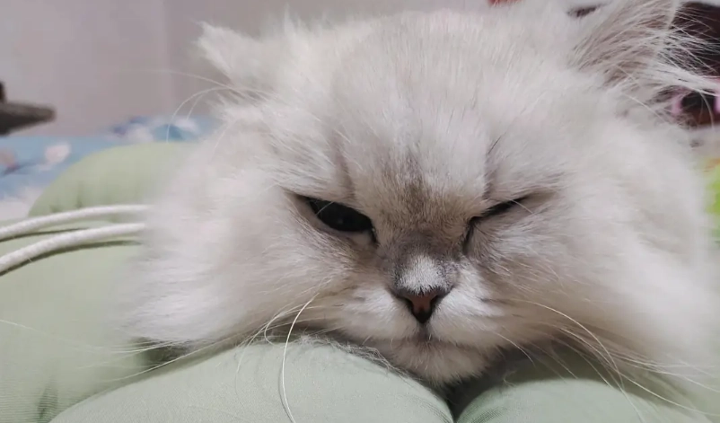 貓 眼睛發炎 多久會好