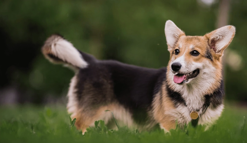 威爾斯柯基犬 健康照護 威爾斯柯基犬 健康照護