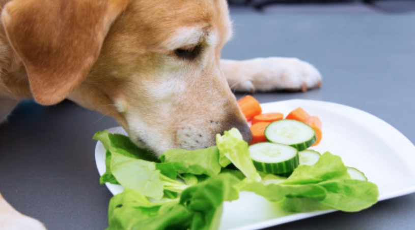 狗可以吃什麼蔬菜