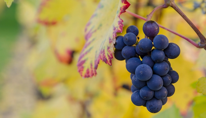 葡萄結果期管理 葡萄結果期管理