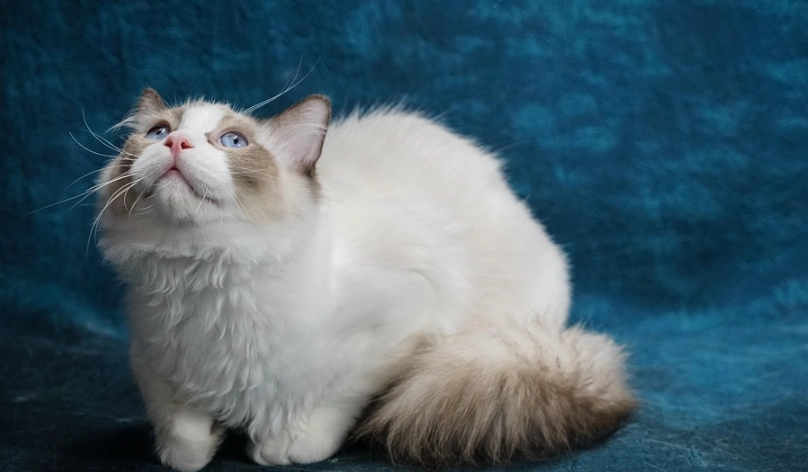 布偶貓 飼養 布偶貓 飼養