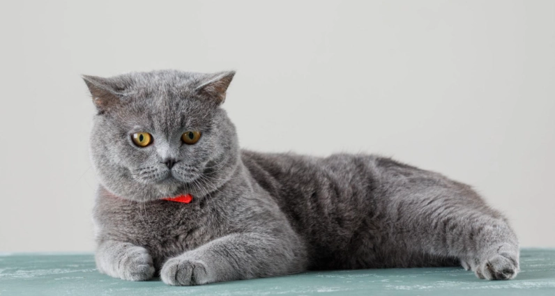 英國短毛貓適合家庭