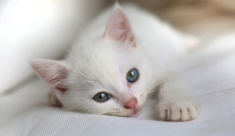 貓咪一直叫 貓咪一直叫