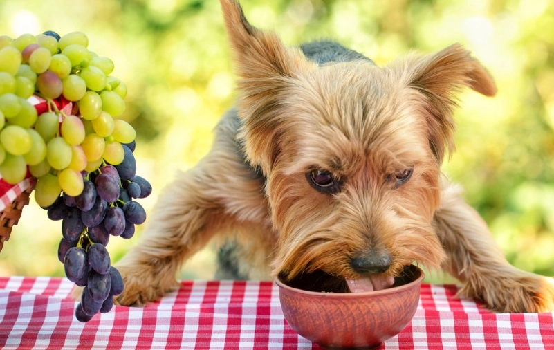 狗不能吃葡萄的原因