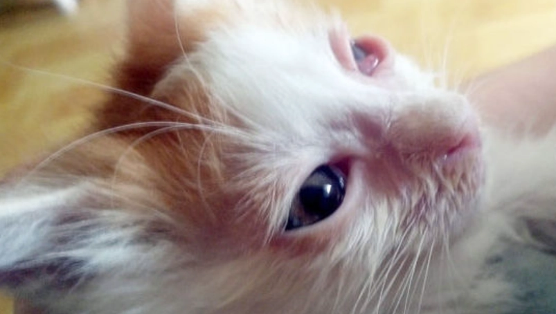 貓葡萄膜炎 治療時間