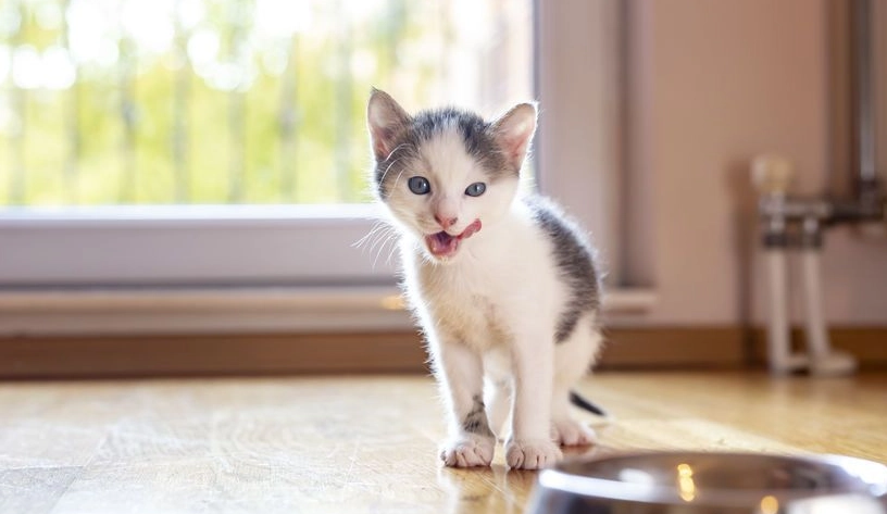 貓咪一直叫 貓咪一直叫