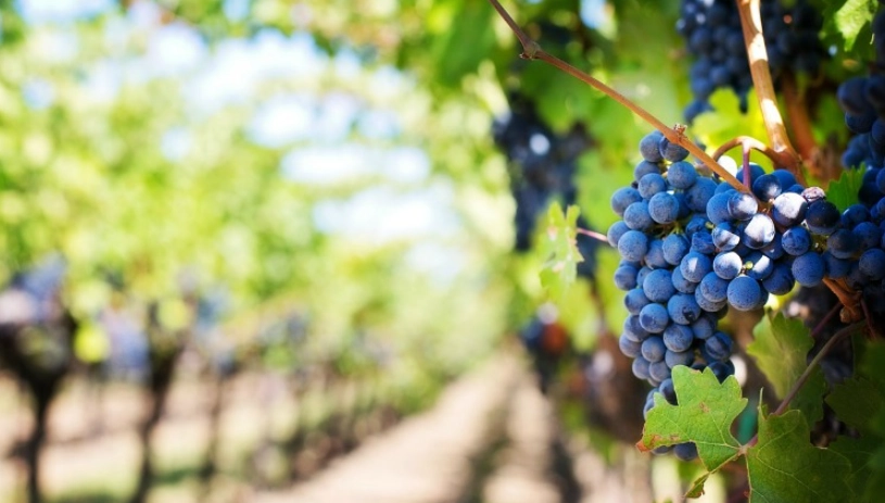 葡萄結果期落果