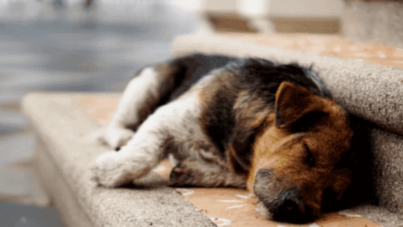 狗快死了怎麼辦