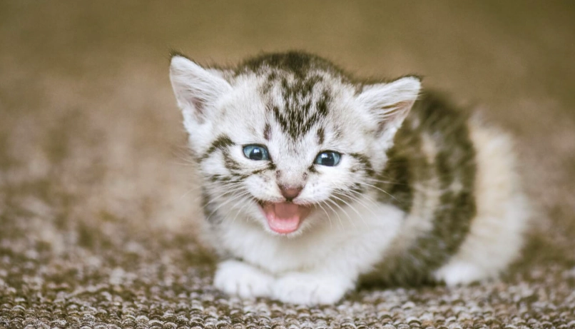 幼貓關籠 幼貓關籠