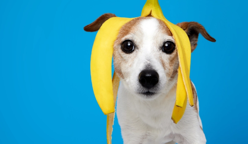 狗狗可以吃香蕉皮嗎