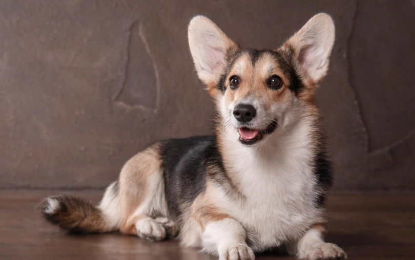 潘布魯克威爾斯柯基犬 飼養 潘布魯克威爾斯柯基犬 飼養