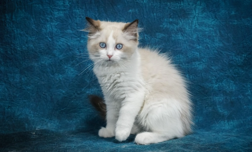 布偶貓 優點 布偶貓 優點