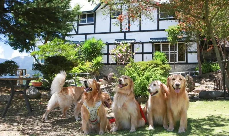 花蓮寵物友善景點