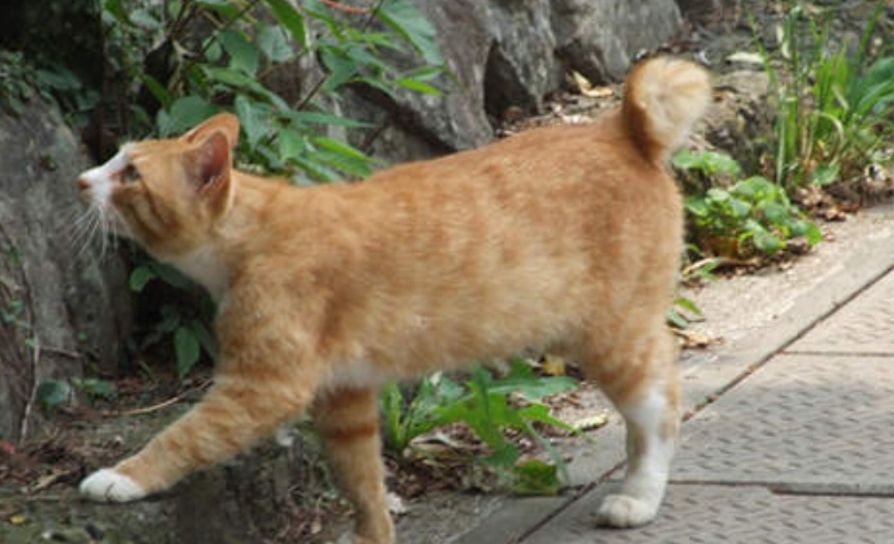 麒麟尾好嗎 麒麟尾好嗎