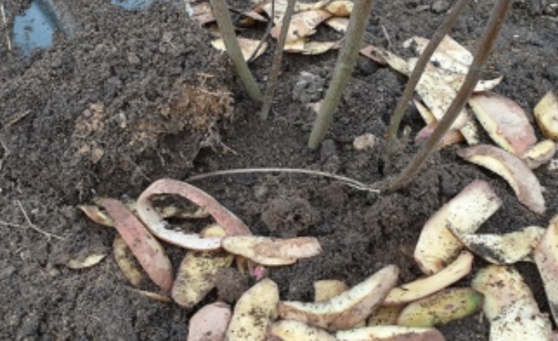 廚餘堆肥 廚餘堆肥