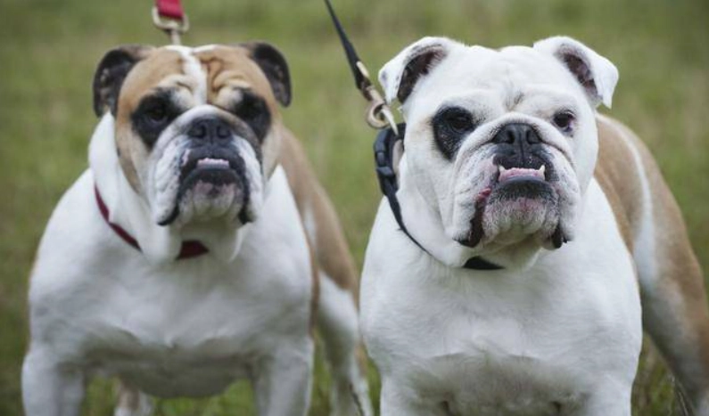 法鬥英鬥差別大解析：從外型、個性到飼養難度一次搞懂