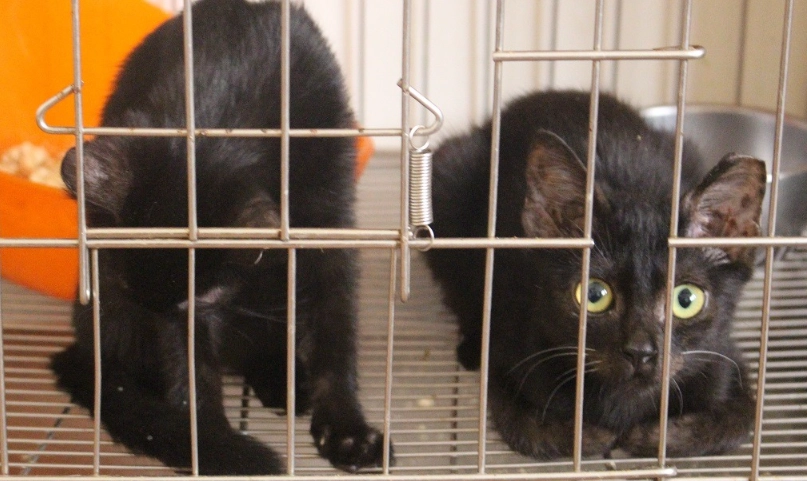 幼貓訓練 幼貓訓練