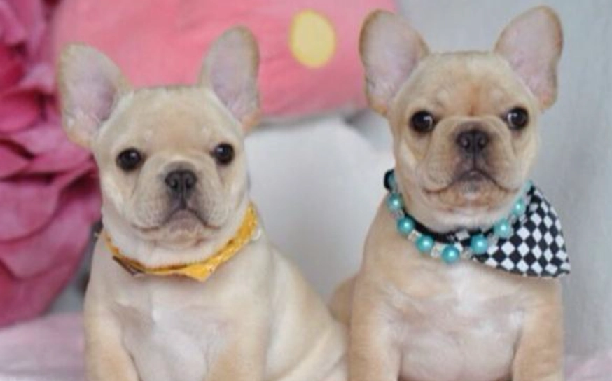 鬥牛犬品種比較