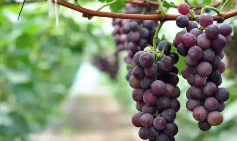 葡萄結果期管理 葡萄結果期管理