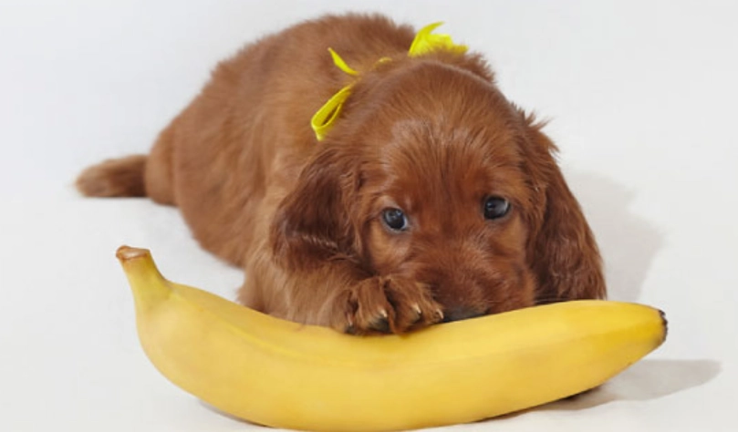 狗狗香蕉乾好處壞處 狗狗香蕉乾好處壞處