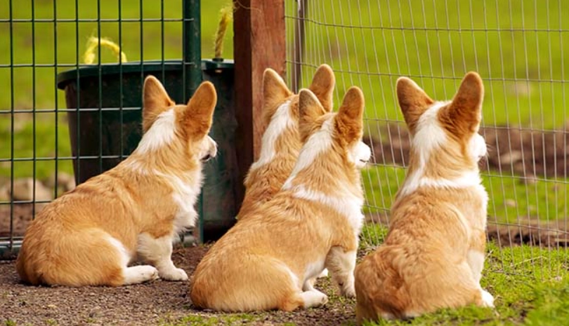 柯基犬 價格 台灣 柯基犬 價格 台灣