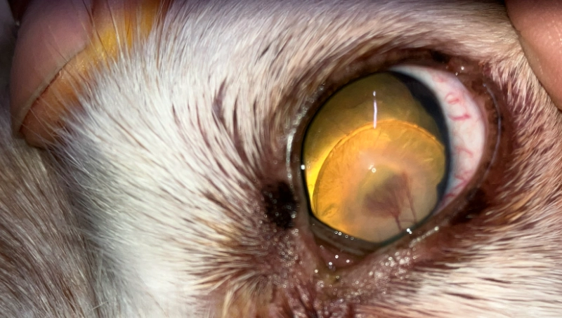 貓 眼睛發炎 多久會好