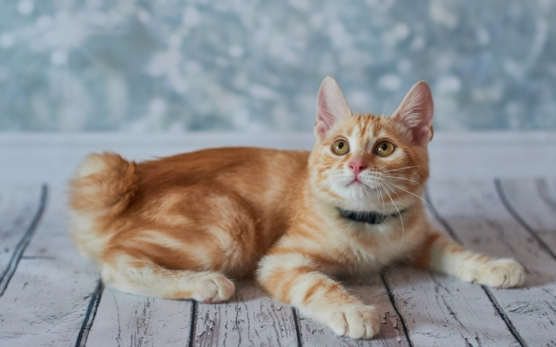 麒麟尾貓 麒麟尾貓