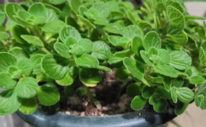 碰碰香繁殖 碰碰香繁殖