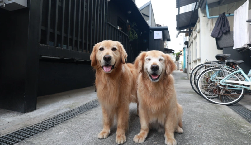 花蓮寵物友善景點