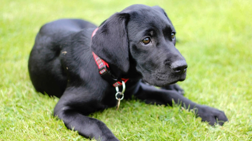 拉布拉多優缺點