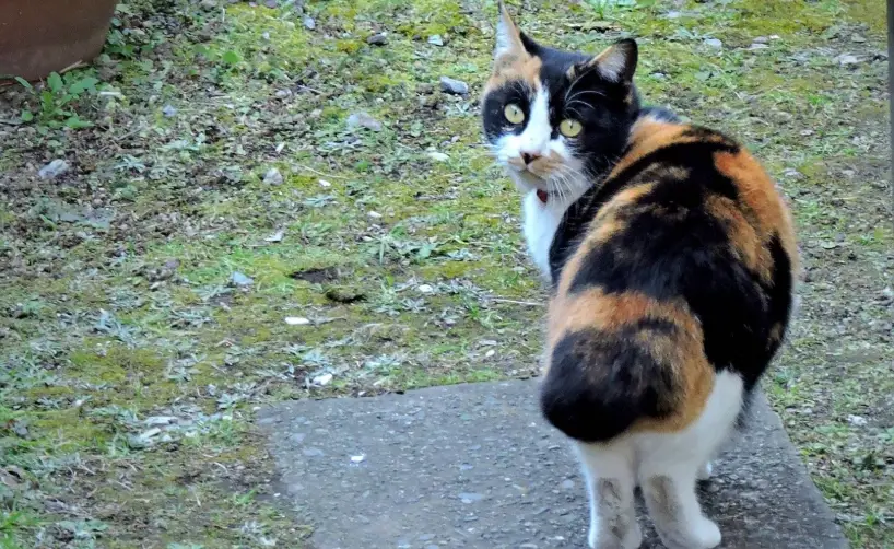 麒麟尾貓 麒麟尾貓