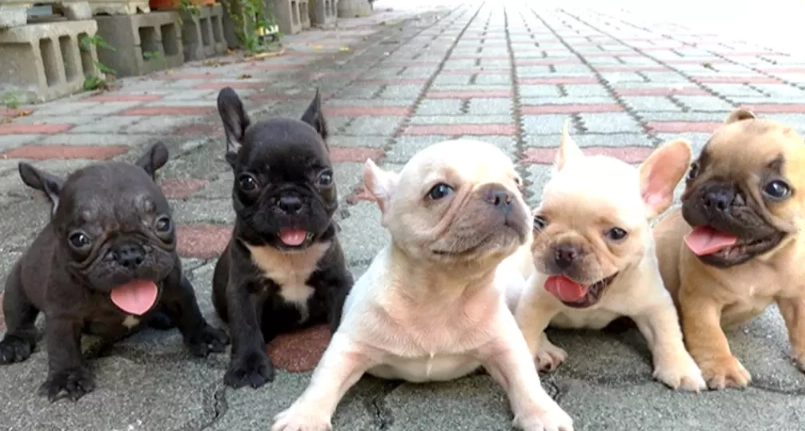 法鬥英鬥哪個好養