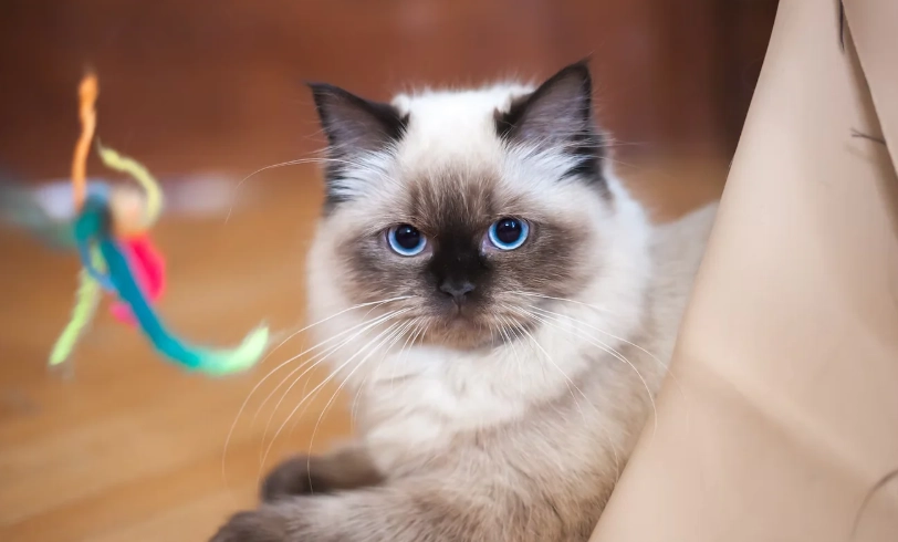 布偶貓 缺點 布偶貓 缺點