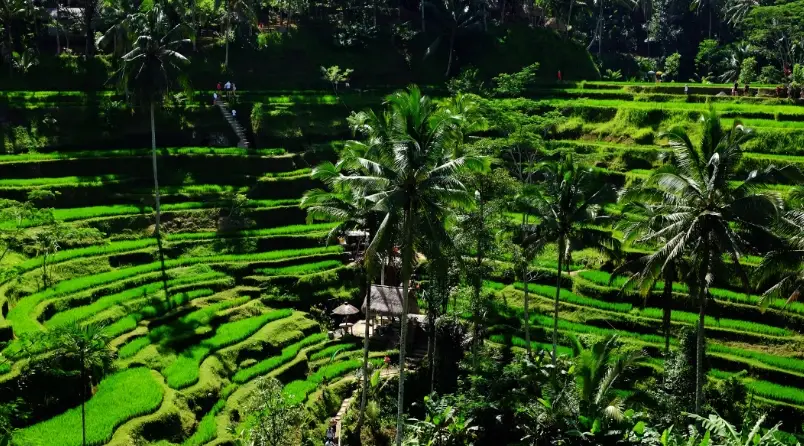峇里島梯田
