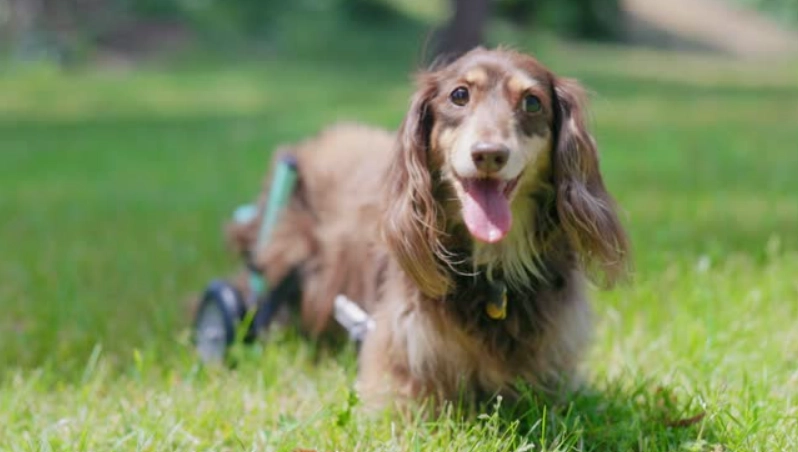 臘腸狗飼養困難