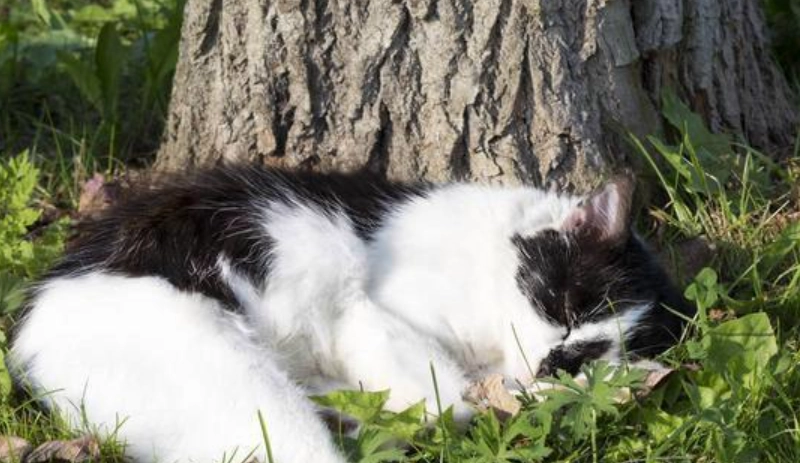 貓咪過世前兆 貓咪過世前兆