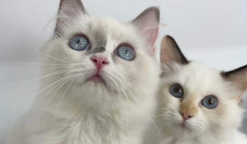 布偶貓 優點 布偶貓 優點