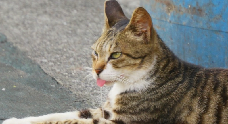 貓咪流口水原因
