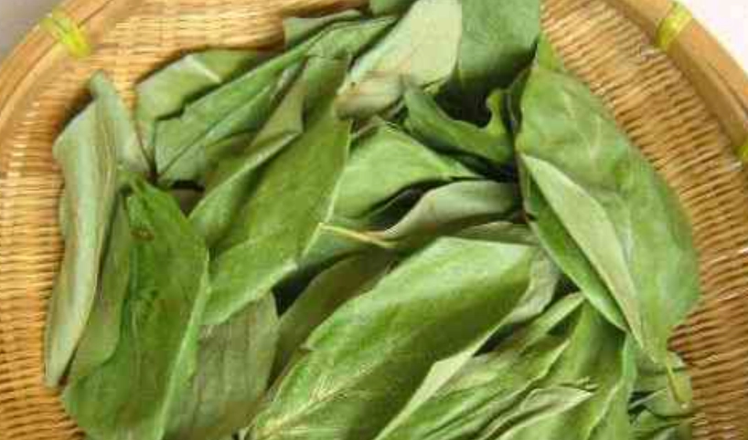 柿葉茶適合人群