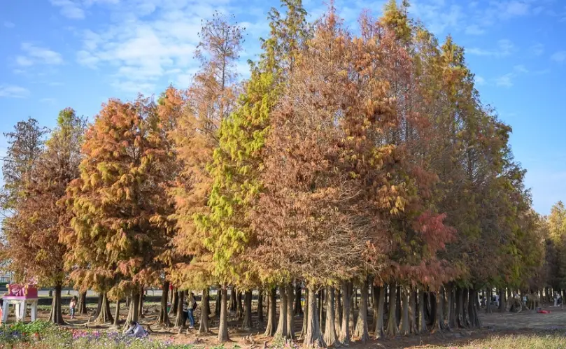 六甲落羽松 2024