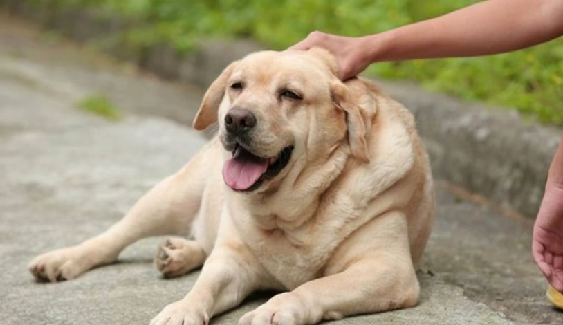 拉布拉多飼養指南