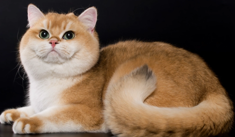 探索黃貓品種：從橘貓傳說到稀有金漸層，完整指南與照顧秘訣