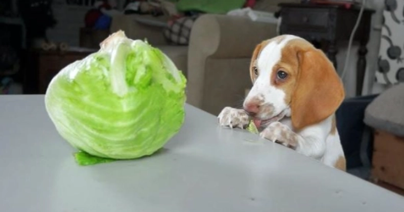 寵物 飲食 安全