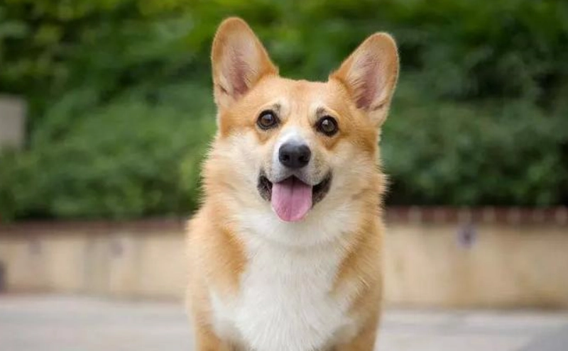 潘布魯克威爾斯柯基犬 飼養 潘布魯克威爾斯柯基犬 飼養