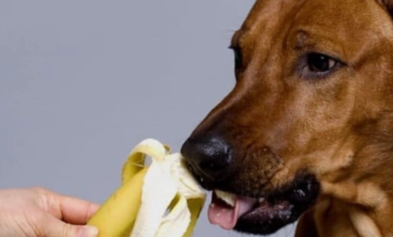 寵物 飲食 安全 寵物 飲食 安全